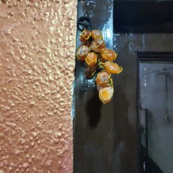 Carlenian Wall Hanging/ Paperweight