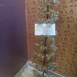 CRYSTAL Tree 4Feet Multicolour