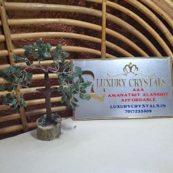 Green Jade Tree