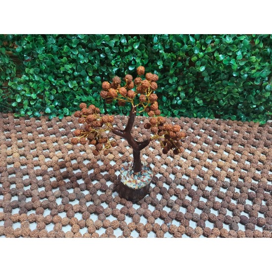 Rudraksh Tree with Rudraksh Beads with wooden base