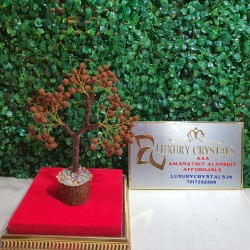 Rudraksh Tree