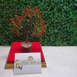Rudraksh Tree